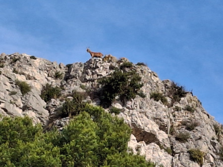 un bouquetin nous domine